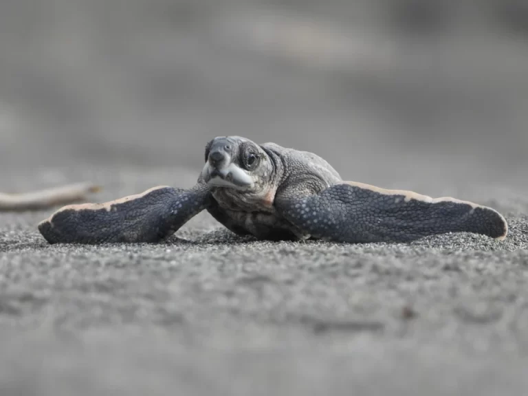 Costa Rica: Culture, Sustainability & Eco-Tourism​